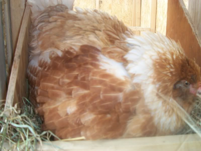 Puffing up feathers update Broody Now what? BackYard Chickens